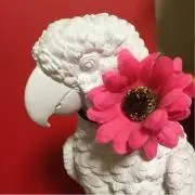 ミィチャリの画像