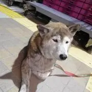 シバタの画像