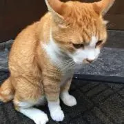 のらねこの画像
