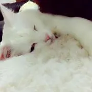 Saya