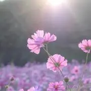 Mimiの画像