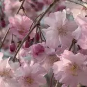 soの画像