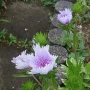 チワワの画像
