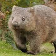 ひよこ豆