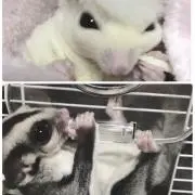 いく