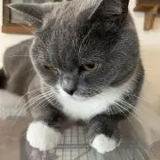 ぴーちゃん⭐︎セール中⭐︎の画像