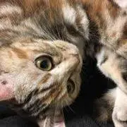 namiheiの画像