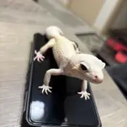 みの画像