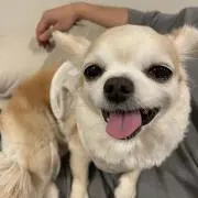 あじこの画像