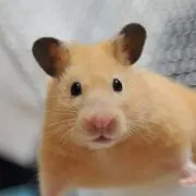 くまきちのパパ