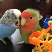 パルシオ