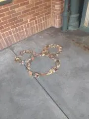 みーの画像