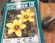 ぐろぺい
