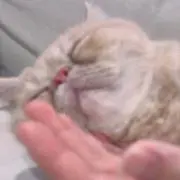 ちみー