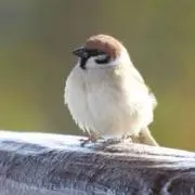 ツバキの画像