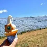 YUKIの画像