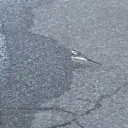 わんこそばの画像