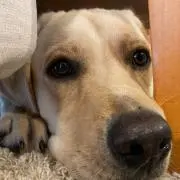ぽんこつアニキ