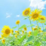 おとは