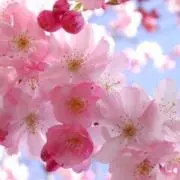 PEACHの画像