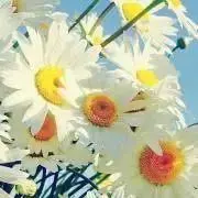 marim