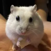 chamiの画像