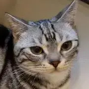きむやなの画像