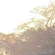みかんの画像