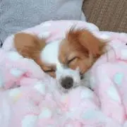 Yuki