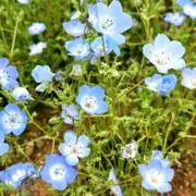 麦茶の画像