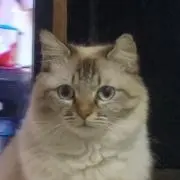 まろまろの画像