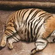 よしこ