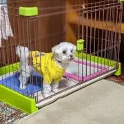 ５人の孫のじいじ