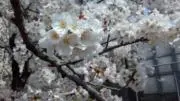 maiking0636の画像