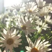 ちーずの画像