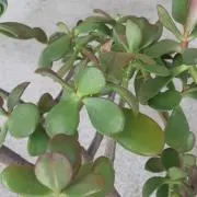 アロエの画像
