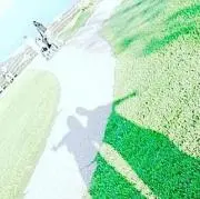 Aruruの画像