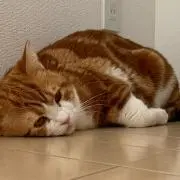 ねここ