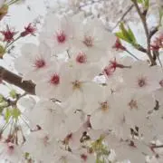 くるみ