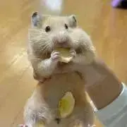 きんくまの画像