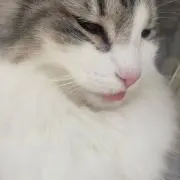 Aの画像