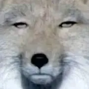 チベットさんの画像