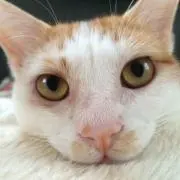 すみ
