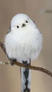 ZAX (プロフ確認)の画像