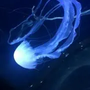 Yuu