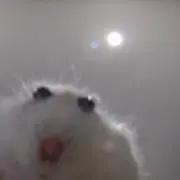 おにゃんこぽんの画像