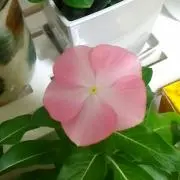 Famの画像