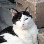 MAZEの画像