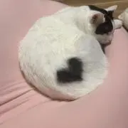 しのちゃんの画像