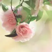 リトルの画像